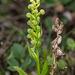 Coeloglossum viride var. interjecta (Frog orchid)