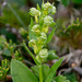 Coeloglossum viride var. interjecta (Frog orchid)