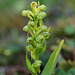 Coeloglossum viride var. interjecta (Frog orchid)