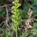 Coeloglossum viride var. interjecta (Frog orchid)