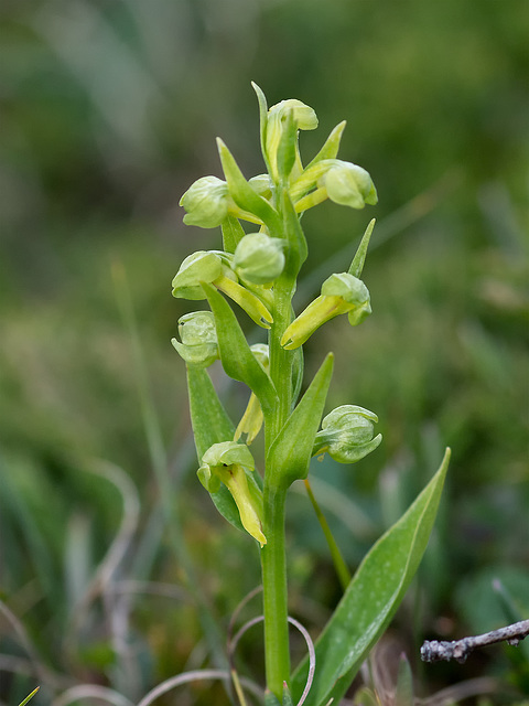 Coeloglossum viride var. interjecta (Frog orchid)