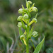 Coeloglossum viride var. interjecta (Frog orchid)