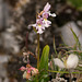 Amerorchis rotundifolia (Roundleaf orchid)