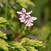 Amerorchis rotundifolia (Roundleaf orchid)