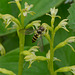 Corallorhiza trifida (Early Coralroot orchid)