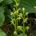 Corallorhiza trifida (Early Coralroot orchid)