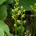 Corallorhiza trifida (Early Coralroot orchid)