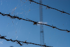 Dusty fence