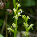 Corallorhiza trifida (Early Coralroot orchid)