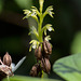 Corallorhiza trifida (Early Coralroot orchid)