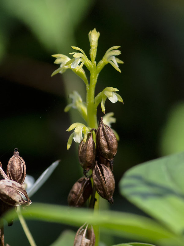 Corallorhiza trifida (Early Coralroot orchid)