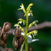 Corallorhiza trifida (Early Coralroot orchid)