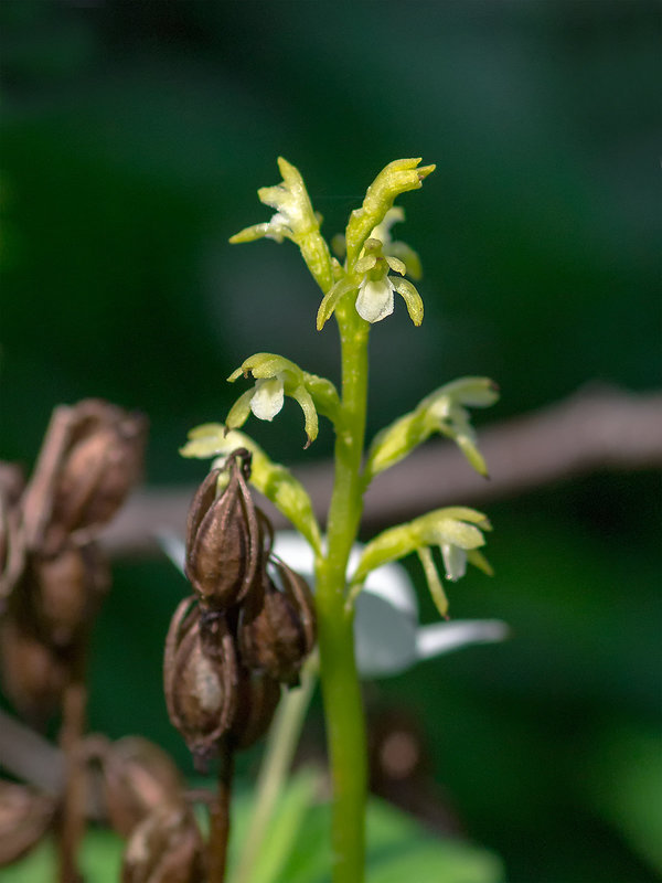 Corallorhiza trifida (Early Coralroot orchid)