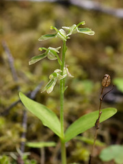 Neottia (Listera) borealis (Northern Twayblade orchid)