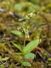 Neottia (Listera) borealis (Northern Twayblade orchid)