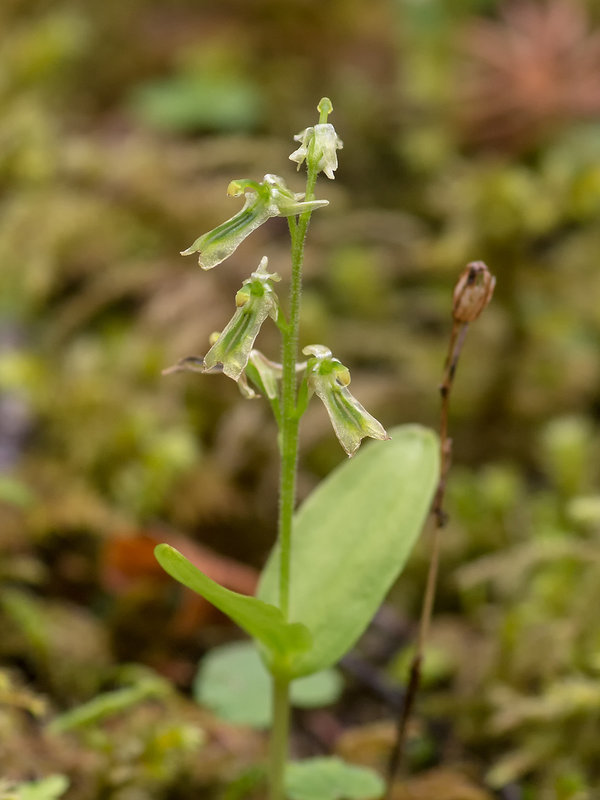 Neottia (Listera) borealis (Northern Twayblade orchid)