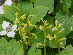 Corallorhiza trifida (Early Coralroot orchid)