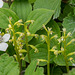 Corallorhiza trifida (Early Coralroot orchid)