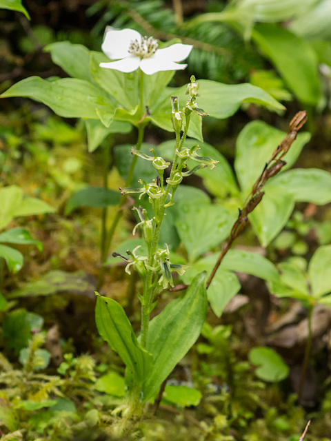 Neottia (Listera) borealis (Northern Twayblade orchid)