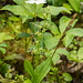 Neottia (Listera) borealis (Northern Twayblade orchid)