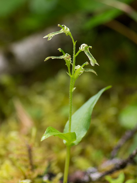 Neottia (Listera) borealis (Northern Twayblade orchid)