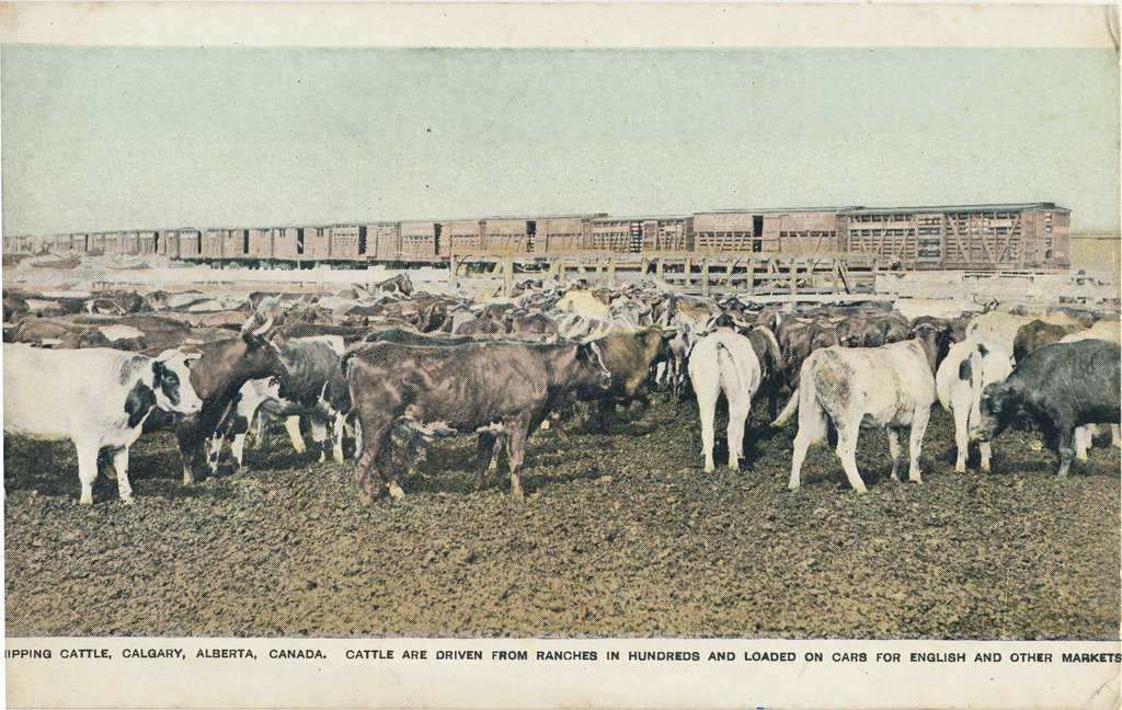 Shipping Cattle, Calgary, Alberta, Canada.