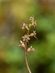 Neottia (Listera) cordata (Heartleaf Twayblade orchid)