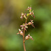 Neottia (Listera) cordata (Heartleaf Twayblade orchid)