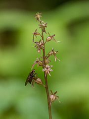 Neottia (Listera) cordata (Heartleaf Twayblade orchid)