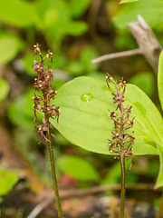 Neottia (Listera) cordata (Heartleaf Twayblade orchid)