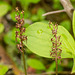 Neottia (Listera) cordata (Heartleaf Twayblade orchid)