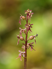 Neottia (Listera) cordata (Heartleaf Twayblade orchid)