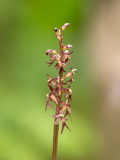 Neottia (Listera) cordata (Heartleaf Twayblade orchid)