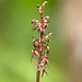 Neottia (Listera) cordata (Heartleaf Twayblade orchid)