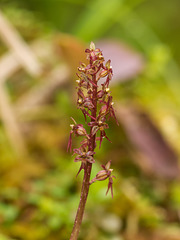 Neottia (Listera) cordata (Heartleaf Twayblade orchid)