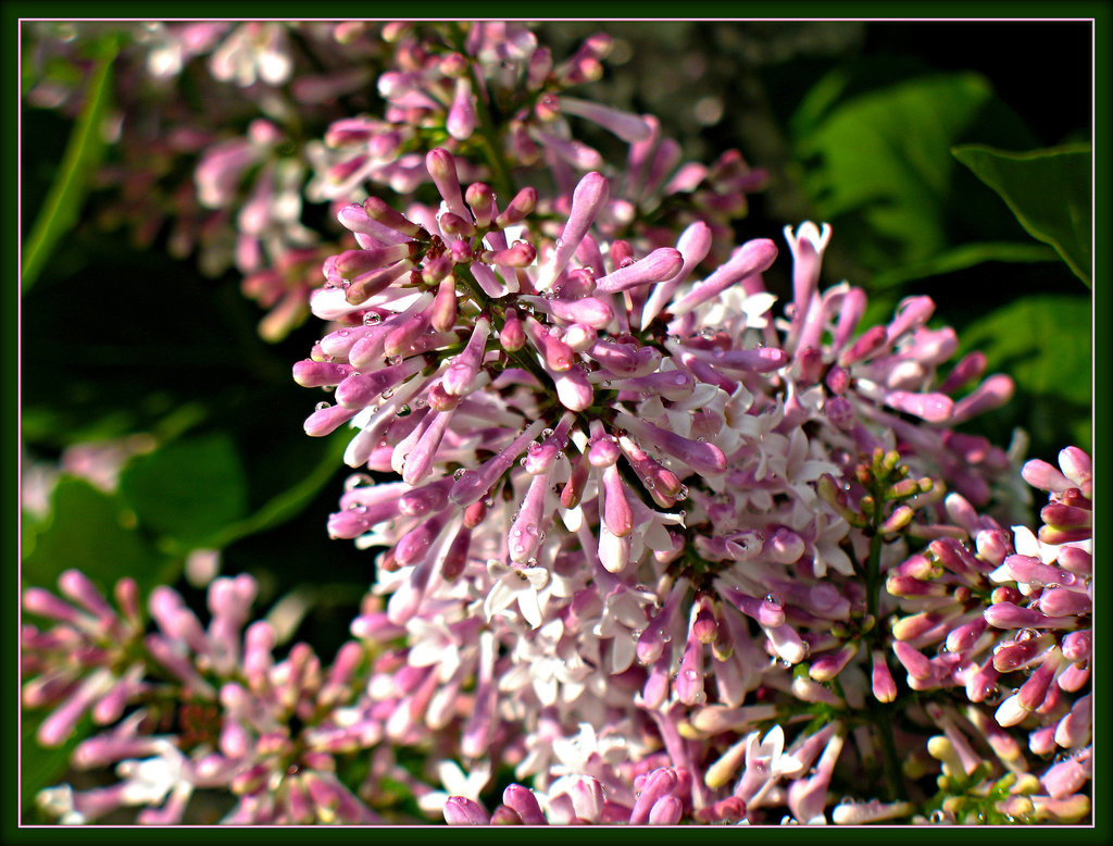 Lilacs After Rain