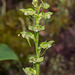 Platanthera obtusata (Bluntleaved orchid)