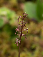 Neottia (Listera) cordata (Heartleaf Twayblade orchid)