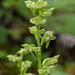 Platanthera obtusata (Bluntleaved orchid)