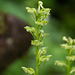 Platanthera obtusata (Bluntleaved orchid)