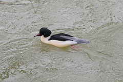 BESANCON: Le harle bièvre (Mergus merganser).