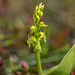 Malaxis monophyllos (White Adder's-mouth orchid) -- 1.5 inches tall