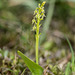 Malaxis monophyllos (White Adder's-mouth orchid) -- 1.5 inches tall