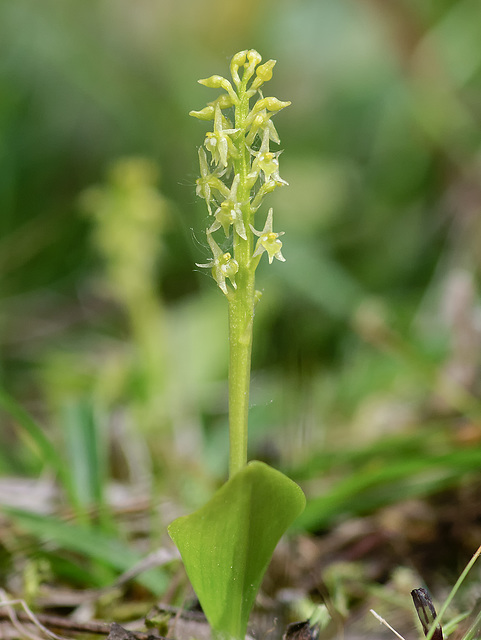 Malaxis monophyllos (White Adder's-mouth orchid) -- 1.5 inches tall