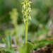 Malaxis monophyllos (White Adder's-mouth orchid) -- 1.5 inches tall