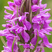 Dactylorhiza majalis subsp. praetermissa (Southern Marsh orchid)