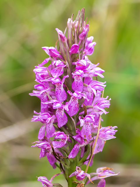 Dactylorhiza majalis subsp. praetermissa (Southern Marsh orchid)