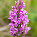 Dactylorhiza majalis subsp. praetermissa (Southern Marsh orchid)