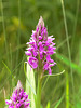 Dactylorhiza majalis subsp. praetermissa (Southern Marsh orchid)