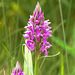 Dactylorhiza majalis subsp. praetermissa (Southern Marsh orchid)